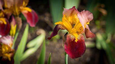 Iris Flor Planta Foto Gratis En Pixabay Pixabay