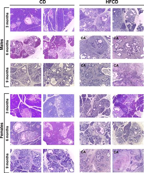 Histological Analysis Of The Pancreas Pancreas Histology Of Male And