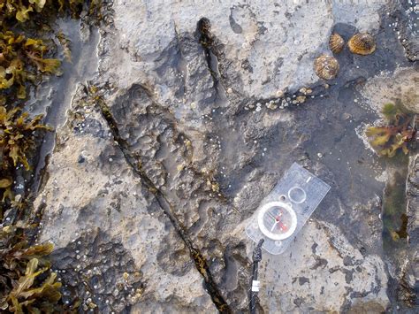 Fossilised Theropod Footprint Isle Of Skye Scotland R Dinosaur