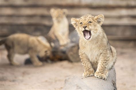 Pride For Safari Park With Arrival Of Seven Lion Cubs Discover Animals