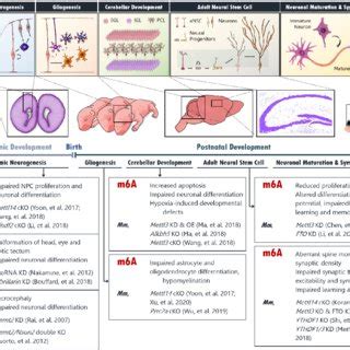 The Roles Of Epitranscriptome In Neurodevelopment During The Embryonic