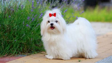 18 Dog Breeds Perfect for Older Adults Looking for a Furry Friend