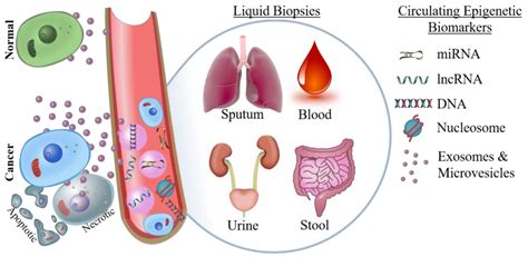 Frontiers Circulating Cell Free Nucleic Acids As Epigenetic 60 OFF