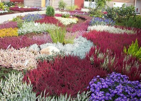 Вересковый сад | Все о цветах