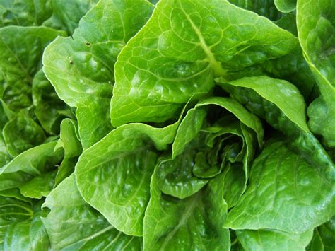 Throw Out Romaine Lettuce CDC Advises As E Coli Outbreak Spreads