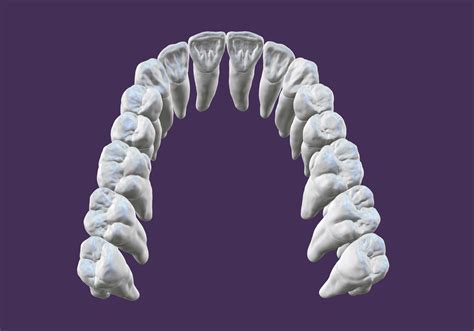 Stl File Maxillary Teeth・3d Printer Design To Download・cults