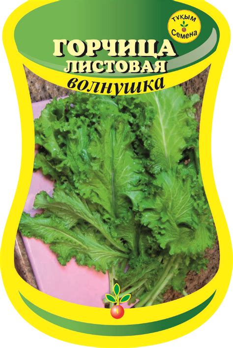 Горчица салатная, сарепская: выращивание салатной, листовой горчицы