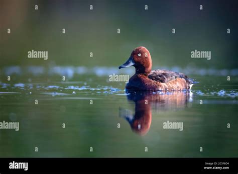 Swimming Duck Green Lake Background Bird Ferruginous Duck Aythya