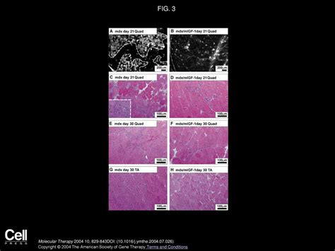 Volume 10 Issue 5 Pages November 2004 Ppt Download