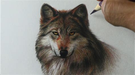 Foto De Lobo Desenho - Como Desenhar Um Filhote De Lobo Realista Desenho Realista De Uma