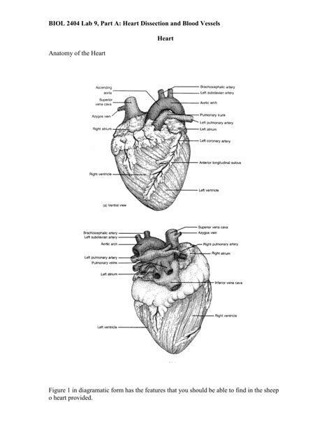 Heart Dissection Practical Biology