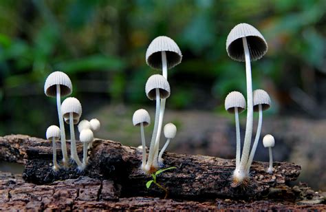 White Mushrooms Mycena Hd Wallpaper Wallpaper Flare