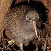 North Island Brown Kiwi | The Animal Facts