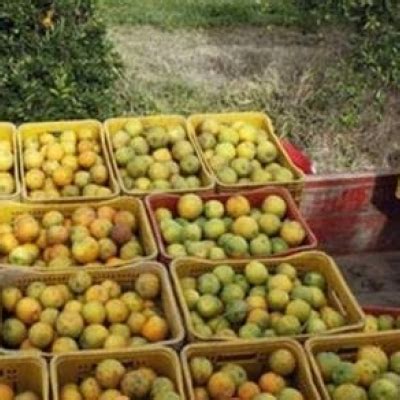 Gera O De Emprego Na Citricultura Aumenta Em Brasilagro