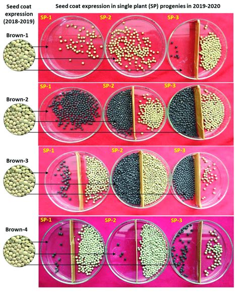 Seed Coat Expression Of Three Single Plants Sp 1 To Sp 3 In The Year