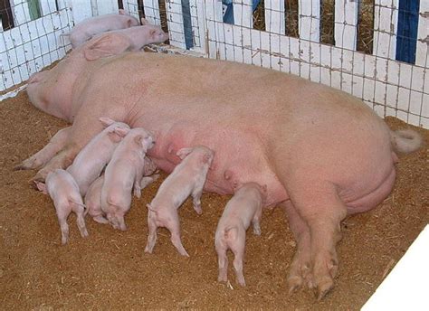 How To Build A Pigpen Essential Elements Of Hog Pens Pethelpful