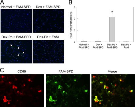 Polyamine Uptake Assay A L Of M Fam Spd Or Fam Was