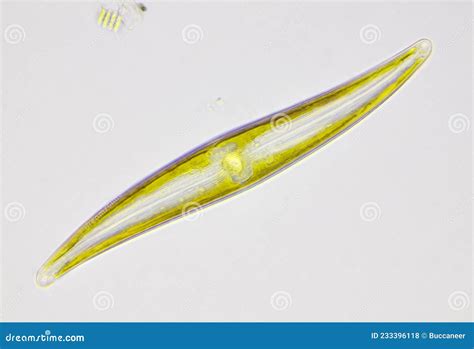 Microscopic View Of A Diatom Gyrosigma Stock Photo Image Of Science