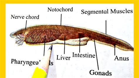 Ts Of Amphioxus Through Caudal Region Diagram