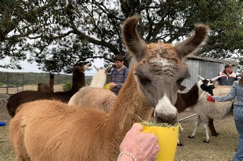 The Llama Farm - Pine Mountain - Brisbane Kids