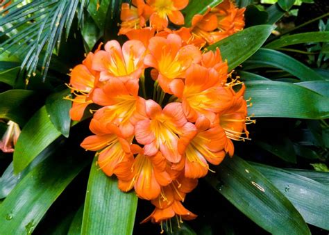 Clivia