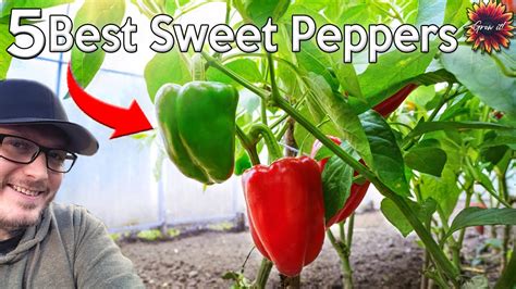 Top Sweet Peppers Varieties To Grow At Home Youtube