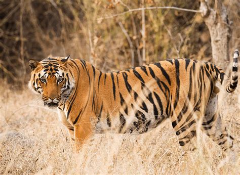 INDIA TIGER CONSERVATION EXPERIENCE 2021 - GoodGood