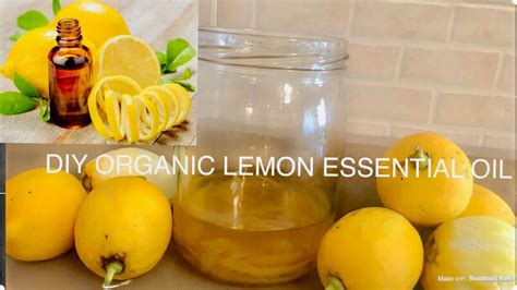 How To Make Organic Lemon Essential Oil Diy Lemon Essential Oil For