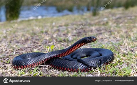 Red Bellied Black Snake Basking Sunlight Stock Photo Kengriffiths