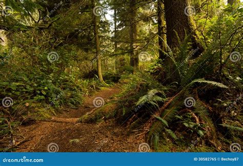 Pacific Rim Rainforest stock image. Image of rainforest - 30582765