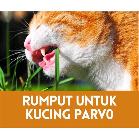 Rumput Helikopter Rumput Mata Lalat Rumput Kucing Rumput Pendul