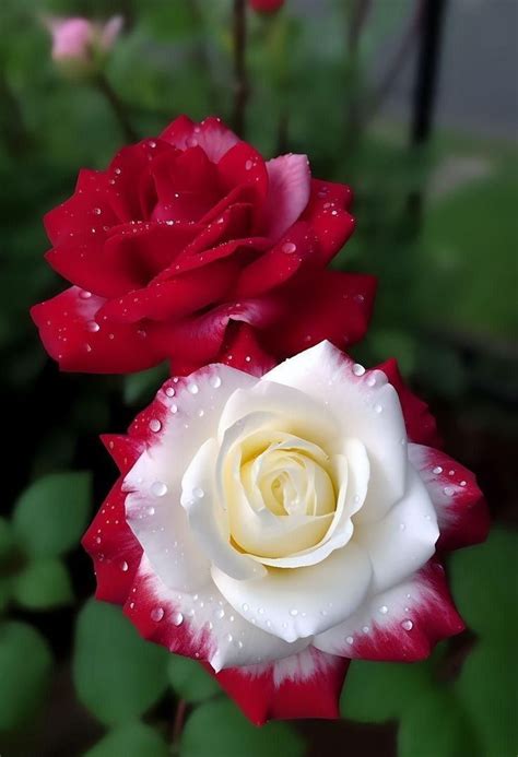 Pin By Janet Schmidt On Secret Gardens Beautiful Rose Flowers