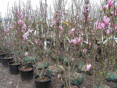 Дерево "Магнолия": посадка и уход в открытом грунте