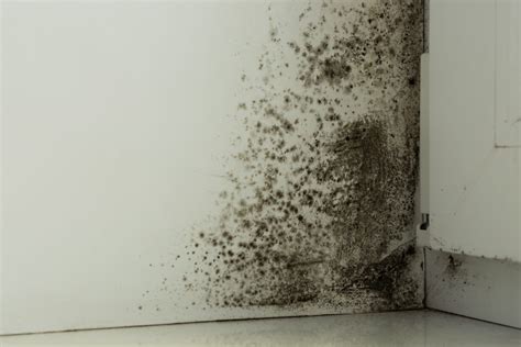 How Long Does It Take For Mold To Form After Water Damage