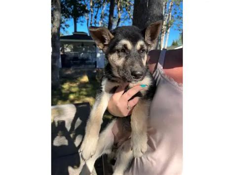 2 Alaskan Shepherd puppies for sale in Seattle - Puppies for Sale Near Me