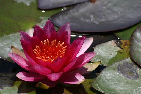 Van Ness Water Garden: Red Hardy Water Lilies