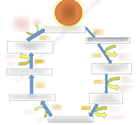 KREBS CYCLE Diagram | Quizlet