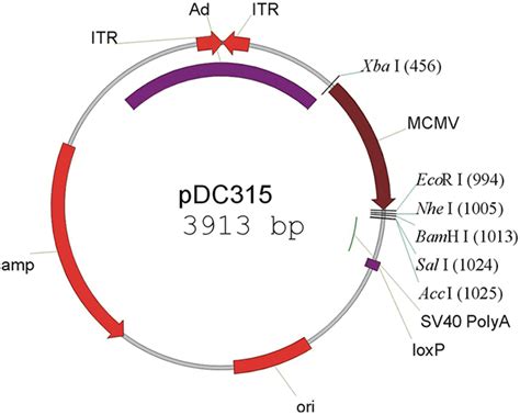 Pdc315载体质粒图谱 优宝生物