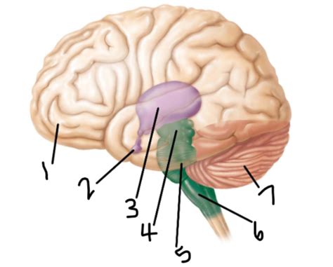 Exam Nervous System Special Senses Flashcards Quizlet