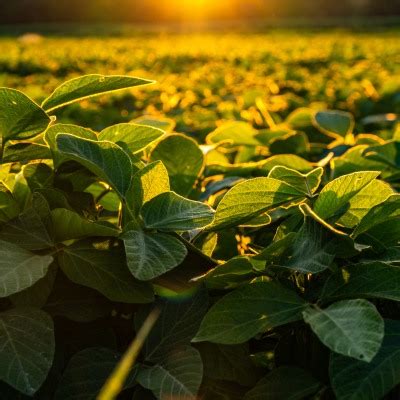 As 5 melhores práticas para o cultivo de grãos Loja Virtual Amazon