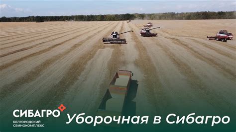 Уборочная в Сибагро - YouTube