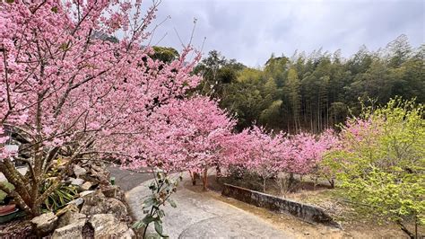 花都開好了 石壁美人谷瞬間成粉紅仙境 滿山滿谷櫻花盛開9成 3週湧入超過40萬賞櫻民眾