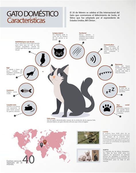 Información básica sobre los gatos Día internacional del gato