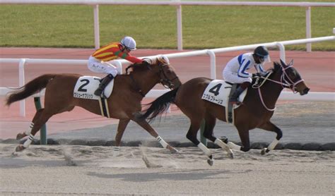 【pog】スクルプトーリス 2馬身差快勝 鮫島駿「馬体も含めて上積みがある」 競馬・レース デイリースポーツ Online