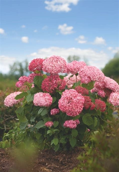 ГОРТЕНЗИИ: Hydrangea arborescens Pink Annabelle-II Гортензия ...