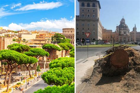 Gli Iconici Pini Simbolo Di Roma Sono Seriamente In Pericolo