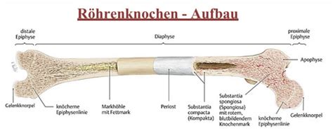 Aufbau eines Röhrenknochens Karteikarten Quizlet