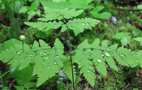 Local Sources of Native Plants | EMSWCD