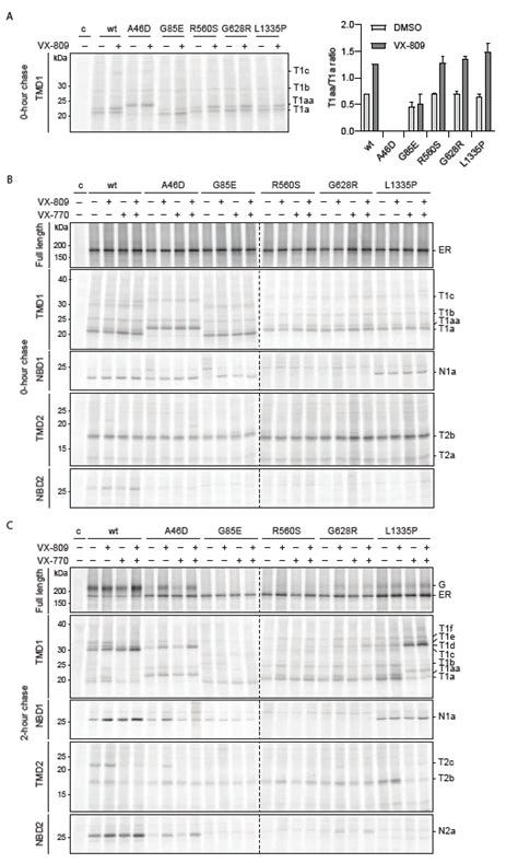 Modulator-specific conformational changes are visible in hypo-responder ... 