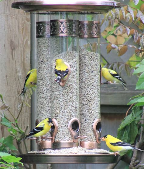 5 Best Finch Feeders (For Thistle & Nyjer Seeds) in 2023 - Love The Birds
